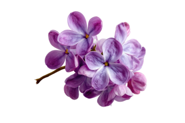 Close-up of vibrant purple lilac blossoms