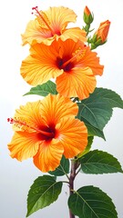 Vibrant orange hibiscus blossoms and lush foliage displayed against a plain background, showcasing detailed petal structures and rich color.
