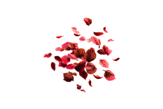 Red rose petals scattered on black