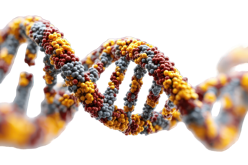 Detailed 3D model of DNA double helix