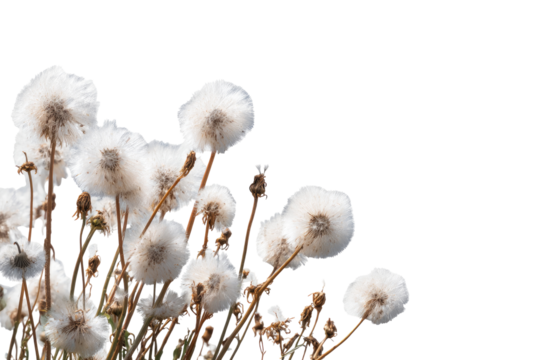 Close-up of dandelion seed heads (2)