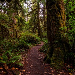 Lush forest path (3)