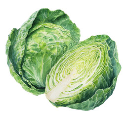 Fototapeta premium Watercolor hand-painted botanical illustration of a halved green cabbage showing inner leafy layers, detailed style, white background.