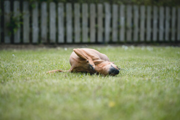 Dog enjoying the garden and feeling comfortable