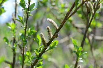 Salix gracilistyla, called Gaetbeodeul in Korea, is a deciduous willow with slender catkins. It grows along rivers and wetlands, important for biodiversity, landscapes, and habitats.