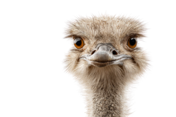 Close-up of an ostrich's head (1)