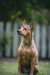 Dog enjoying the garden and feeling comfortable