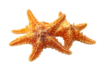 Two orange starfish close-up