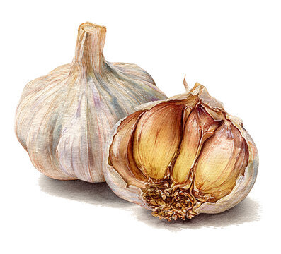 Hand-painted watercolor botanical illustration of a halved garlic bulb showing cloves inside, white background.