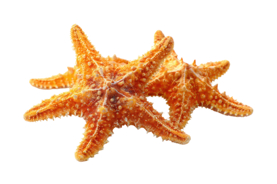 Two orange starfish close-up