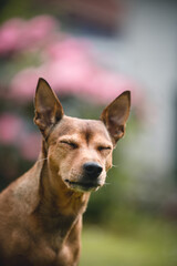 Dog enjoying the garden and feeling comfortable