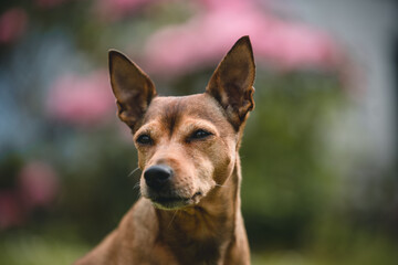 Dog enjoying the garden and feeling comfortable