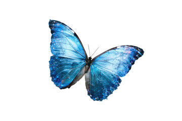 Obraz premium A vibrant, blue butterfly in flight