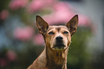 Obraz premium Dog enjoying the garden and feeling comfortable