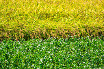 蕎麦の花と実った稲　松本市