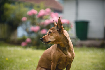 Dog enjoying the garden and feeling comfortable