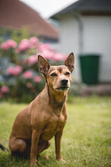 Dog enjoying the garden and feeling comfortable