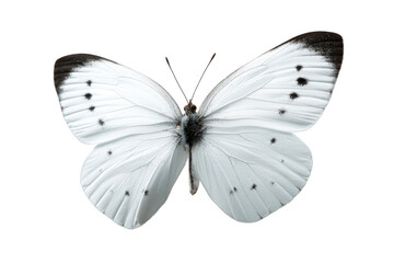 A white butterfly with dark markings