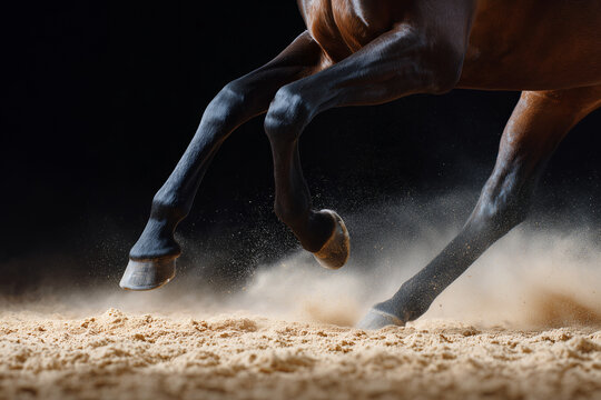 Captivating view of a horse in full gallop, highlighting its powerful legs kicking up sand and creating a dynamic display - Powered by Adobe