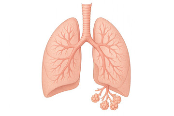 Human Lungs Anatomy, Illustration Depicting the Respiratory System, Alveoli Detail, Pink Hue, White Background [Illustration]