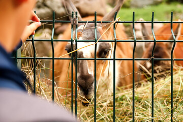 close-up image of a boy feeding a llama or a Mountain Bongo at a zoo. child feeding animals zoo....