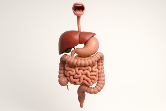 Human Digestive System Anatomy Illustration