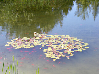 Colorful fishes in the pond