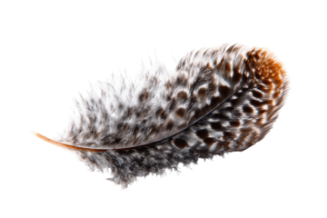 Close-up of a single feather (1)