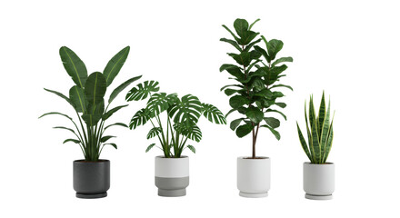 Fototapeta premium Bird of Paradise, Monstera, Fiddle Leaf Fig, Snake Plants in contemporary grey and white pots on a transparent studio background, soft lighting, concept of biophilic design and sustainable living