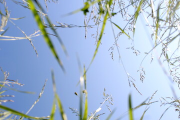 Tall grass grows against the blue sky.	