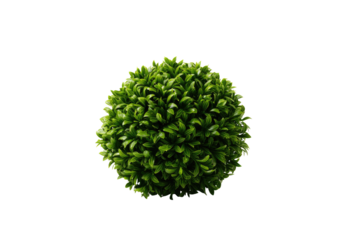 Green sphere of dense foliage