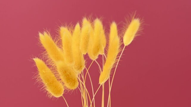 Brightly colored Lagurus Ovatus