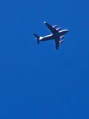 bird in flight