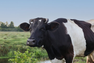 Beautiful black cow with white spots in meadow