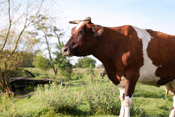 Beautiful brown cow with white spots in meadow