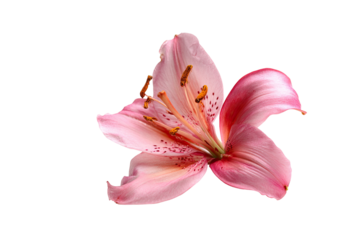 Close-up of a pink lily