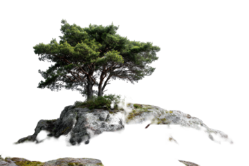 Isolated tree on a rocky outcrop