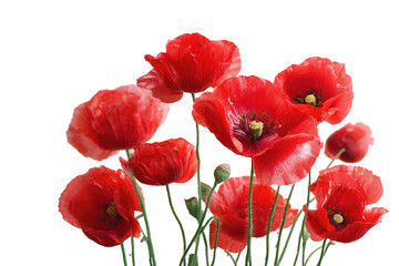 Obraz premium Close-up of vibrant red poppies