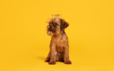 Cute Brussels Griffon puppy on orange background