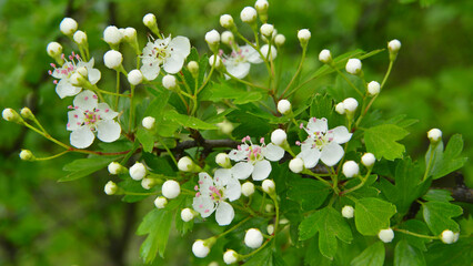 Crataegus monogyna flowering among raw green foliage.