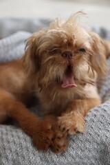 Cute Brussels Griffon puppy on pet bed indoors