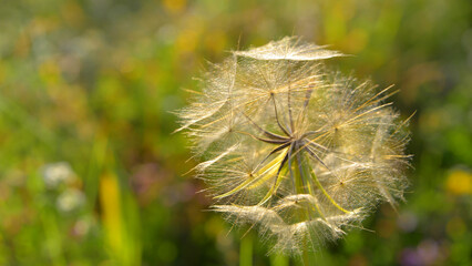 Illustrative image of the effects of depth of field and bokeh.