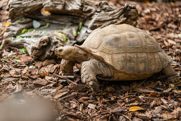 A large tortoise moves slowly across a bed of mulch, approaching a textured, skull-shaped log in a natural enclosure.