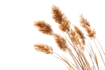 Dried grasses in a cluster