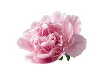 Close-up of a single pink peony