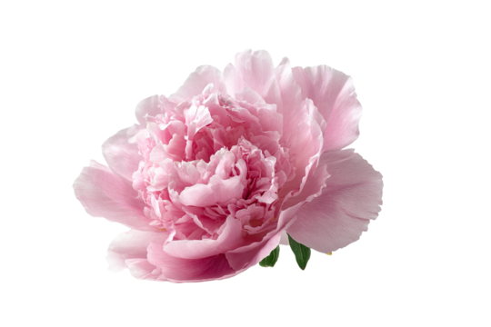 Close-up of a single pink peony