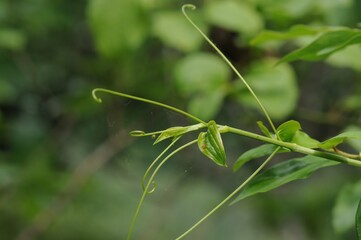 Smilax sieboldii, called Cheonggasideonggul in Korea, is a deciduous climbing vine with spines....