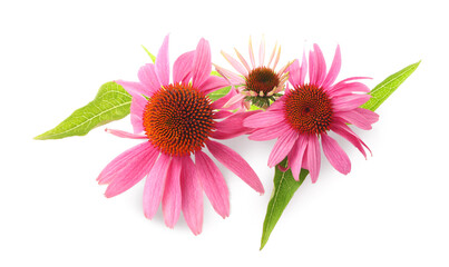 Beautiful pink Echinacea flowers isolated on white