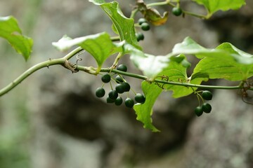 Smilax sieboldii, called Cheonggasideonggul in Korea, is a deciduous climbing vine with spines....