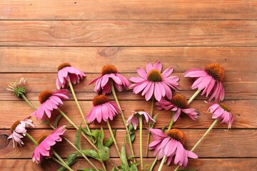 Beautiful Echinacea flowers on wooden table, flat lay